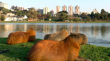 Pobrecitos los carpinchos con semejantes vecinos: revelan que el Comando Vermelho lavaba dinero desde Nordelta