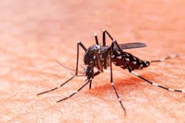 Alerta Dengue: la Muni platense lanzó campaña para evitarlo