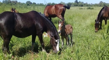 Nacieron dos caballos de yeguas que habían sido rescatadas del maltrato