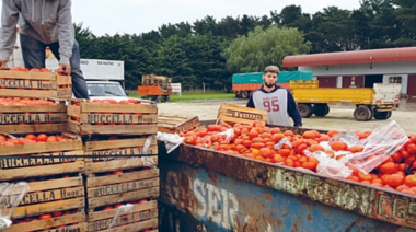 Para cortarse las venas: por la caída en ventas tiran toneladas de frutas y verduras en Mardel