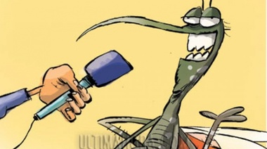 Sin disimulo, algunos pican en la cara y otros...más abajo: la Defensora Ciudadana pidió que la comuna haga algo con la invasión de mosquitos