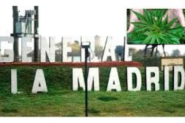 Autorizan al municipio de General La Madrid a plantar marihuana para uso medicinal