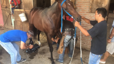 Tiembla el turf platense por un proyecto de Vidal que pone en jaque 135 mil empleos