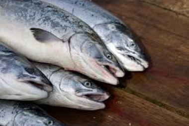 Gato por liebre y pescadilla por atún: denuncian fraude con pescados comercializados en la costa bonaerense