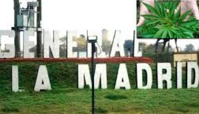 Autorizan al municipio de General La Madrid a plantar marihuana para uso medicinal