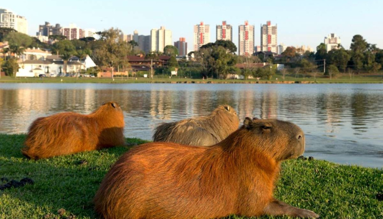 Pobrecitos los carpinchos con semejantes vecinos: revelan que el Comando Vermelho lavaba dinero desde Nordelta