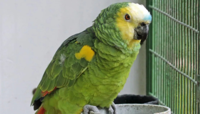 A los comercios platenses no entra ni el loro: dramático informe de la Facultad de Ciencias Económicas de la UNLP