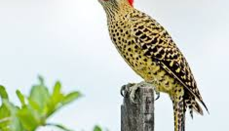 Marcada expectativa de comunicadores de toda la Argentina y Uruguay ante una nueva edición del Premio Río de los Pájaros