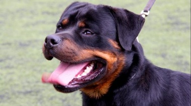 Proyecto de Ordenanza: perro muerde, dueño paga