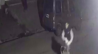 Las ratas quedaron filmadas y ya se lanzó una cacería para atraparlas