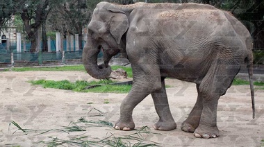 Mientras espera al elefantólogo hindú, Pelusa tendrá su marcha en 8 y 50