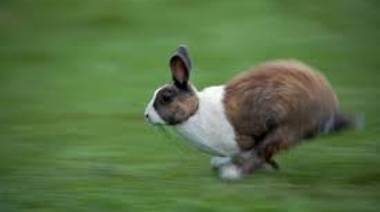 La coneja va en Ferrari: en octubre se necesitaron $16 mil para no ser pobre