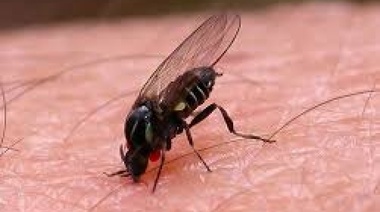 Hay 15 distritos bonaerenses afectados por una invasión de Moscas Bravas