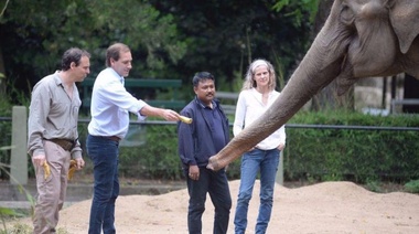 El elefantólogo dice que Pelusa se tiene que ir pero no dijo cómo harán para llevarla