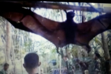 Si no es Drácula pega en el palo: apareció un gigantesco murciélago en Filipinas