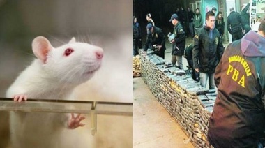 En la Legislatura ahora quieren saber qué clase de rata come marihuana