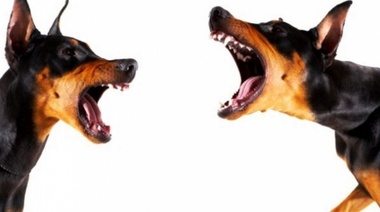 En La Plata los perros tendrán un horario para ladrar