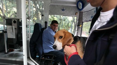 Efecto Pelusa: quieren que La Plata sea una ciudad tan amigable que las mascotas hasta podrán subir a los micros
