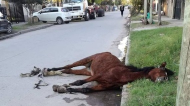 No daba más, cayó exausta y furiosos la mataron a golpes
