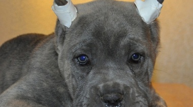 Si querés cortar, cortate las tuyas: avanza la ley que impedirá mutilar animales "por estética"