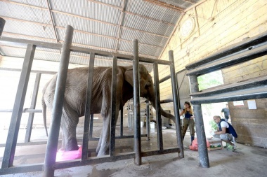 Murió Pelusa y los que la cuidaron de verdad le pedirán a Garro que autorice a enterrarla en el zoo