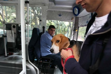 Efecto Pelusa: quieren que La Plata sea una ciudad tan amigable que las mascotas hasta podrán subir a los micros