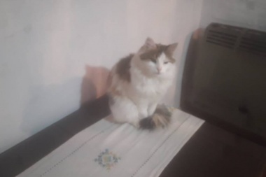 Es ordenanza: se podrá entrar con el gato a la Municipalidad
