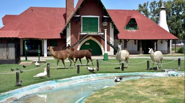 En la Repu se acaba el cautiverio para la LLama que llama, sus parientes y amigos