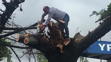 Elogios y filosas chicanas: el impacto de la foto de Secco sobre el árbol en los medios nacionales y las redes sociales