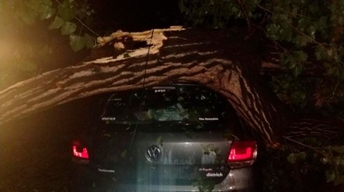 Paga el seguro o paga la Muni: un árbol que estaba hueco cayó sobre el auto de la concejala Lorena Riesgo y lo dejó para que el chapista se haga un pic nic