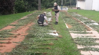 ¿De qué se ríe, soldado?: plantaron marihuana en un predio del Ejército