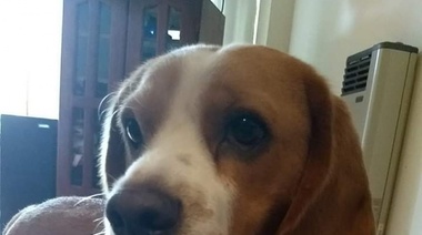 Loca Mala: intentó matar al perrito de su vecina rociándolo con insecticida