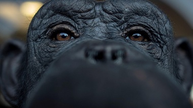 Murió Judy, la mona apropiada por milicos que le enseñaron a fumar y abandonaron atada a un árbol