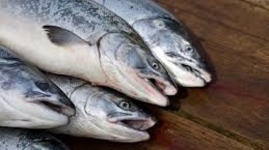 Gato por liebre y pescadilla por atún: denuncian fraude con pescados comercializados en la costa bonaerense