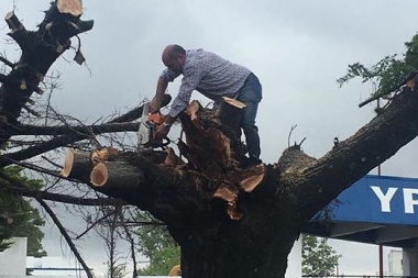 Elogios y filosas chicanas: el impacto de la foto de Secco sobre el árbol en los medios nacionales y las redes sociales