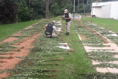 ¿De qué se ríe, soldado?: plantaron marihuana en un predio del Ejército