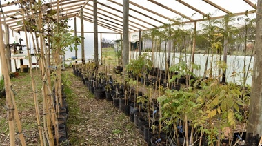 Vivero municipal: quieren que en 2023 La Plata tenga 100% de árboles nativos