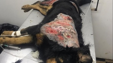 Loca, mala y despiadada: en Berisso una mujer le tira agua hirviendo a los perritos de la calle