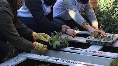 Remolacha, repollo, lechuga, achicoria, cebolla, tomate y zapallito: más de 1.500 familias platenses ya se sirven de las Huertas Comunitarias