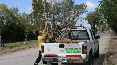 Le falta escribir el libro: plantaron otros 80 árboles en Ensenada y Secco lo anunció en las redes sociales