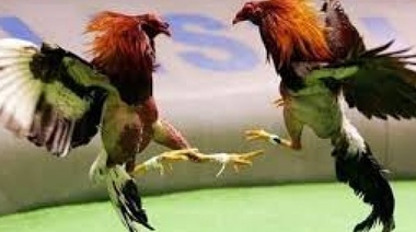 Un Gallo para Esculapio pero en Melchor Romero: rescatan a 85 aves obligadas a pelear hasta la muerte