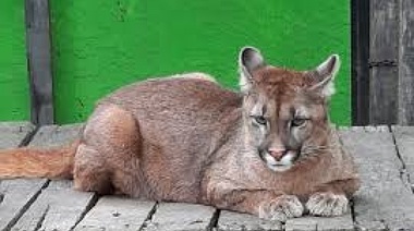 Gatito, vení: se robaron un puma del Ecas y lo encontraron en Tolosa