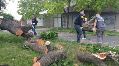 Un vientito bien 2020: en La Plata cayeron 200 árboles