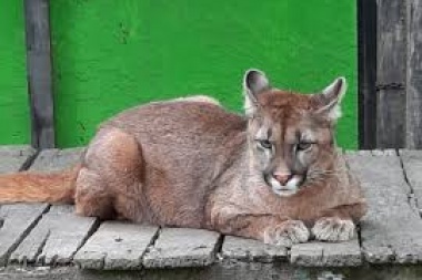 Gatito, vení: se robaron un puma del Ecas y lo encontraron en Tolosa