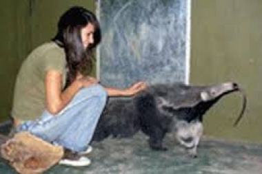 Paga Federación Patronal: fallo de un Tribunal platense impone millonaria condena a un Zoo por el ataque de un oso hormiguero