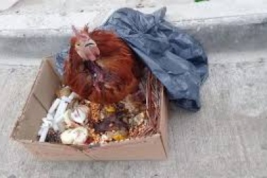 Los Hornos: rescatan animales y secuestran cuchillos en investigación por denuncias de sacrificios umbanda