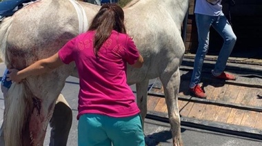 Pobrecita: rescataron a una yegua que era sometida a un trato brutal