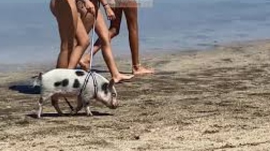 Más paqueta imposible: se llevó un chancho a la playa y dicen que es furor