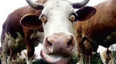 Una vaca escapó de un frigorífico y atropelló a un nene que quedó internado