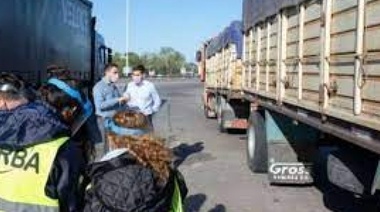Gente fina: incautan caballos de polo en operativo por evasión de impuestos